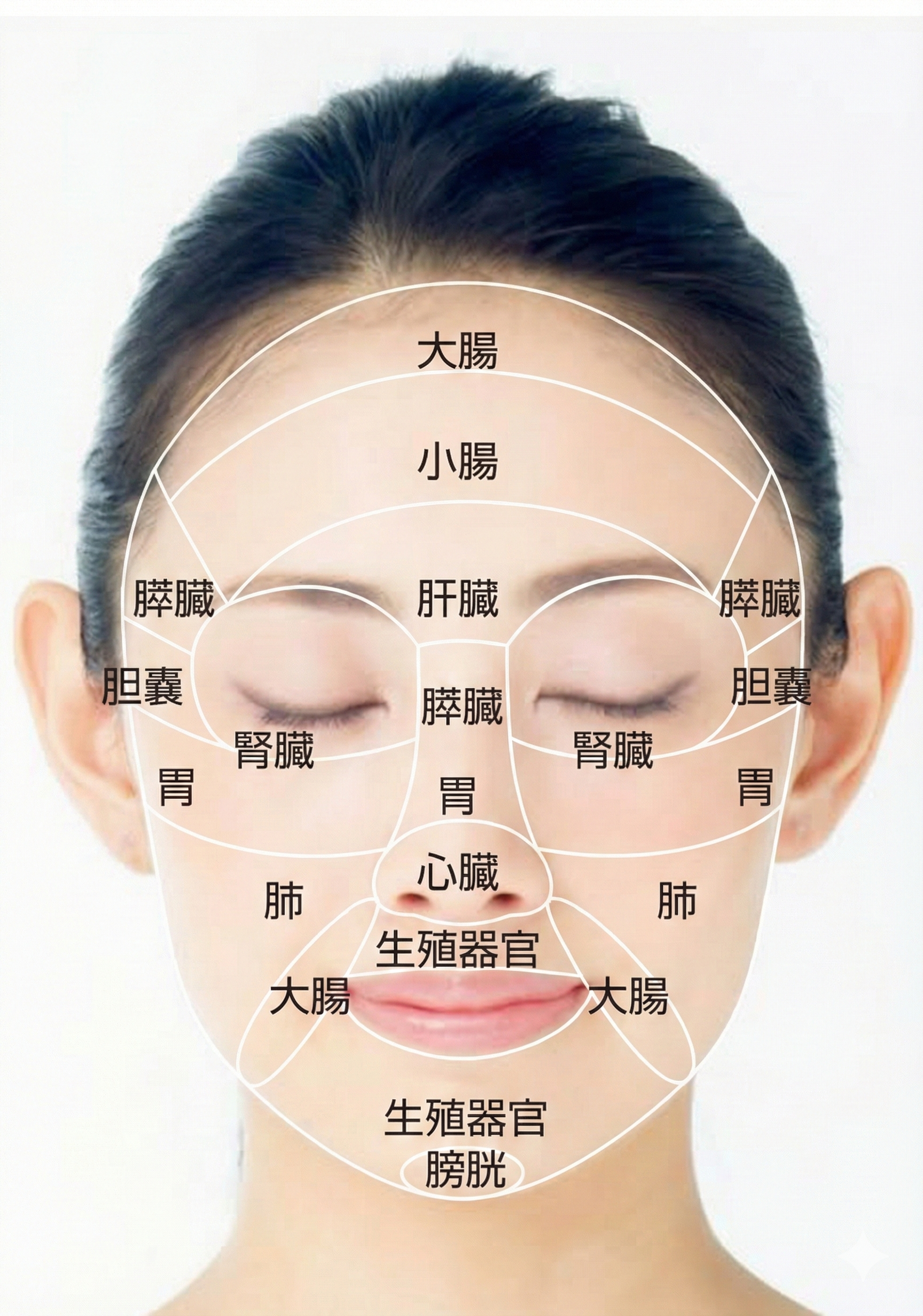 顔と内臓のつながり - 顔の各部位は内臓と連動しています
